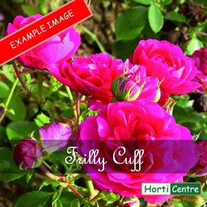 Rose Frilly Cuff Patio