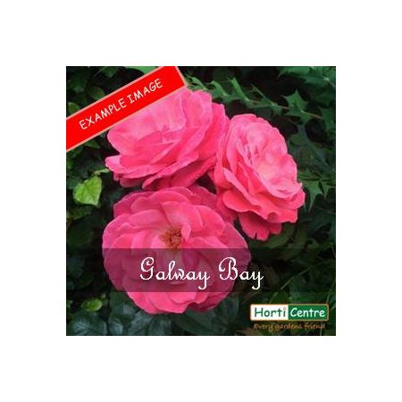 Rose Galway Bay Climber