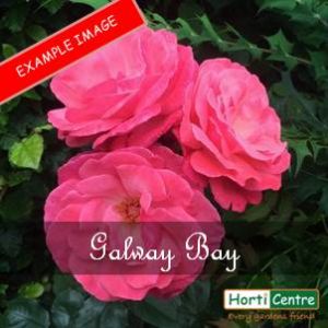 Rose Galway Bay Climber