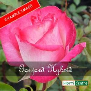 Rose Gaujard Hybrid Tea