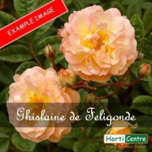 Rose Ghislaine De Feligonde Peter Beales Rambler