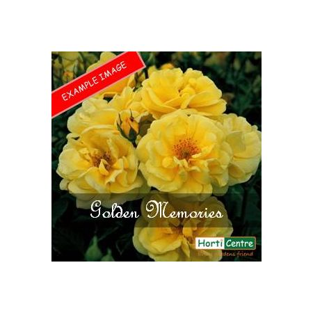 Rose Golden Memories Floribunda