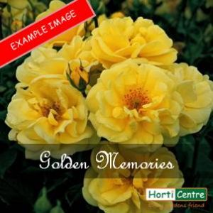 Rose Golden Memories Floribunda