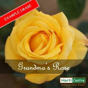Rose Grandma's Rose Floribunda