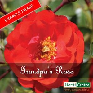 Rose Grandpa's Rose Floribunda