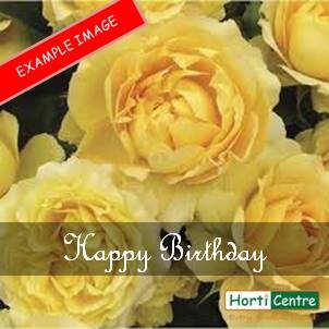 Rose Happy Birthday Hybrid Tea
