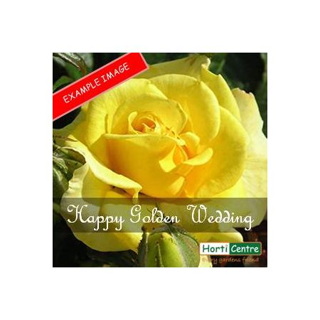Rose Happy Golden Wedding