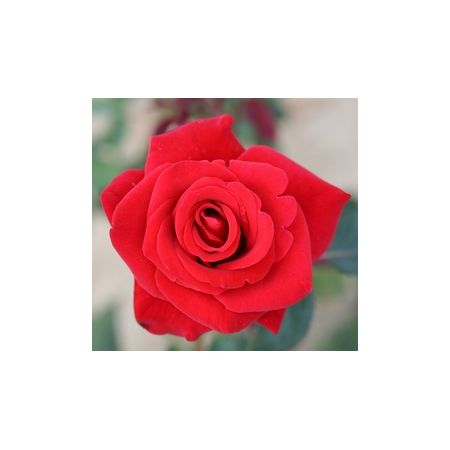 Rose Happy Ruby Wedding Hybrid Tea