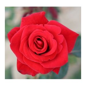 Rose Happy Ruby Wedding Hybrid Tea