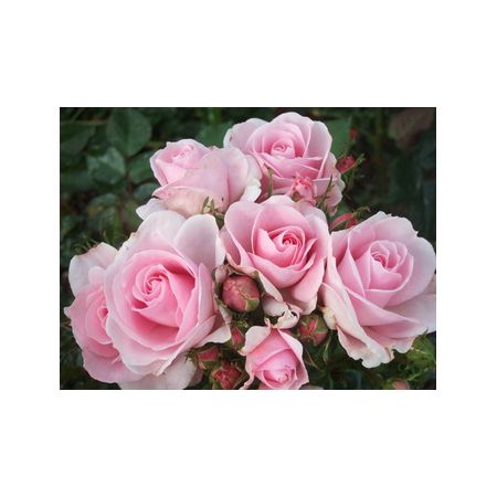Rose Happy Silver Wedding Floribunda