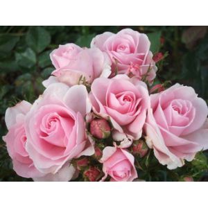 Rose Happy Silver Wedding Floribunda