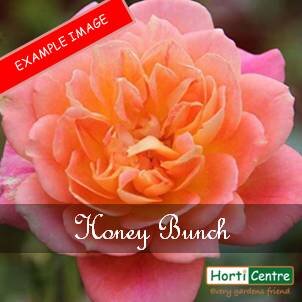 Rose Honey Bunch Patio