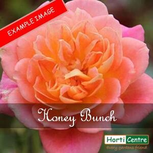 Rose Honey Bunch Patio