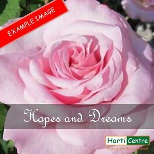 Rose Hopes and Dreams Hybrid Tea