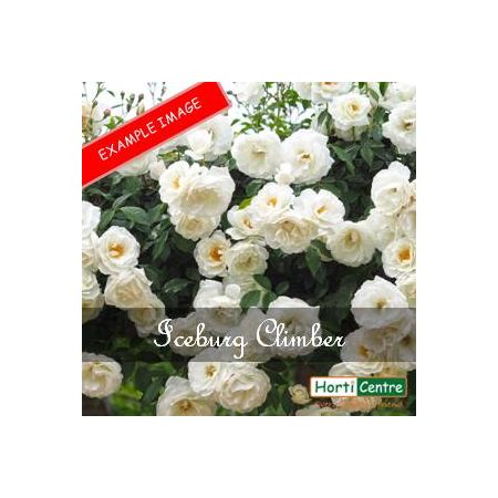 Rose Iceberg Climber