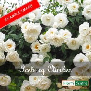 Rose Iceberg Climber