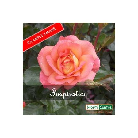 Rose Inspiration Hybrid Tea