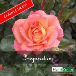 Rose Inspiration Hybrid Tea