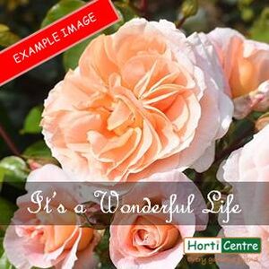 Rose It's a Wonderful Life Floribunda