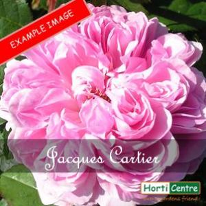 Rose Jacques Cartier Floribunda
