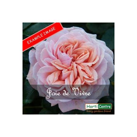Rose Joie De Vivre  Floribunda