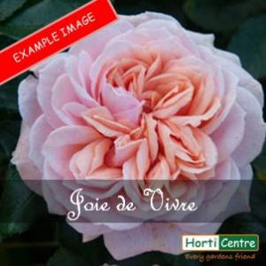 Rose Joie De Vivre  Floribunda