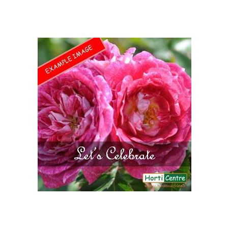 Rose Let's Celebrate