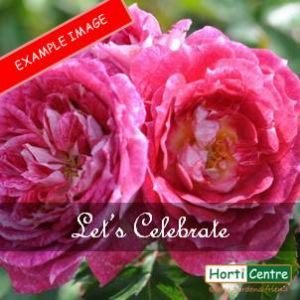 Rose Let's Celebrate