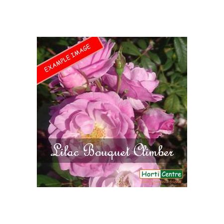 Rose Lilac Bouquet Climber