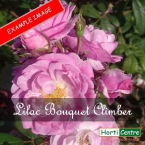 Rose Lilac Bouquet Climber