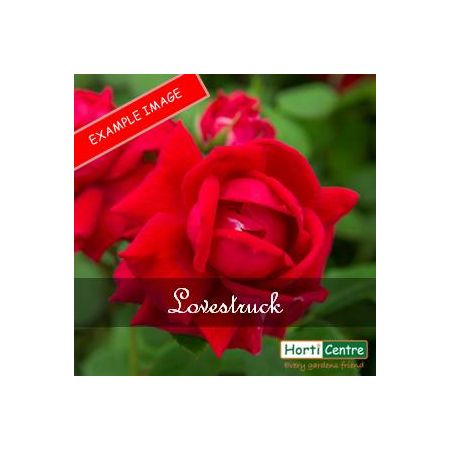 Rose Lovestruck Floribunda