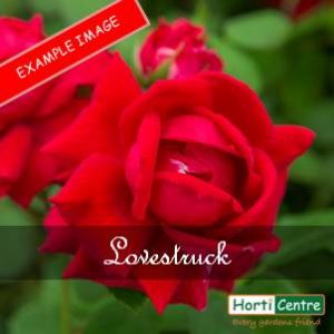 Rose Lovestruck Floribunda