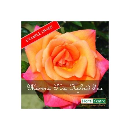 Rose Mamma Mia Hybrid Tea