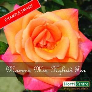 Rose Mamma Mia Hybrid Tea