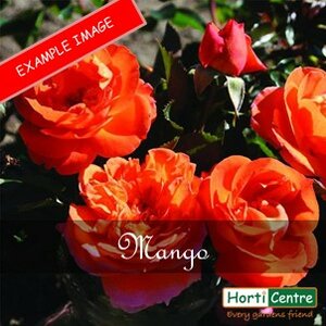 Rose Mango Floribunda