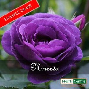 Rose Minerva Floribunda