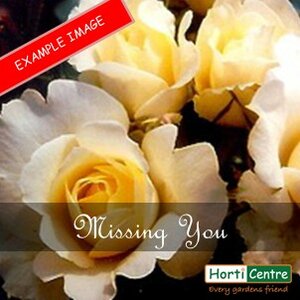 Rose Missing You Floribunda