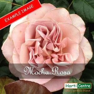 Rose Mocha-Rosa Hybrid Tea