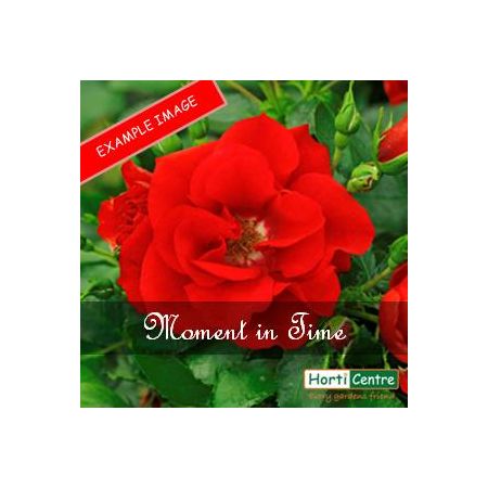 Rose Moment In Time Floribunda
