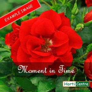 Rose Moment In Time Floribunda