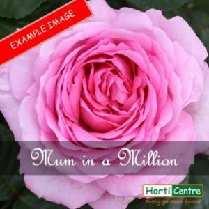 Rose Mum In A Million Hybrid Tea