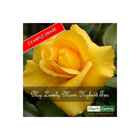 Rose My Lovely Mum (Keep Smiling) Hybrid Tea