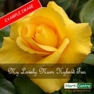 Rose My Lovely Mum (Keep Smiling) Hybrid Tea