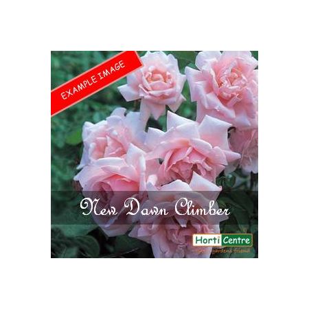 Rose New Dawn Climber