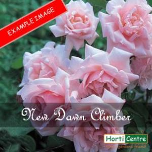 Rose New Dawn Climber