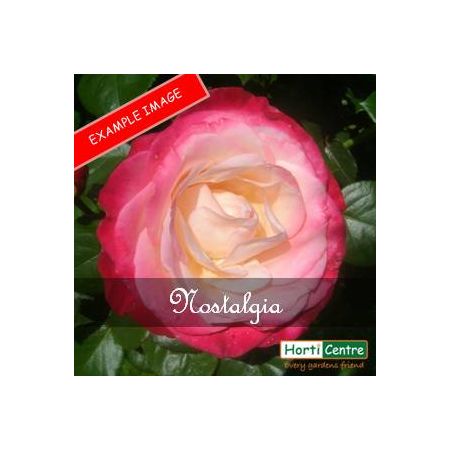 Rose Nostalgia Hybrid Tea