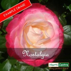 Rose Nostalgia Hybrid Tea