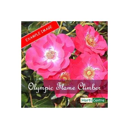 Rose Olympic Flame Climber