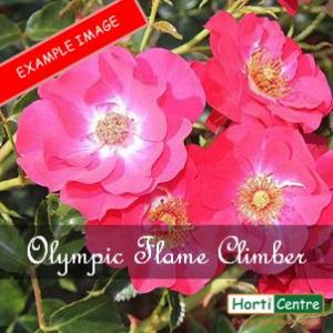 Rose Olympic Flame Climber