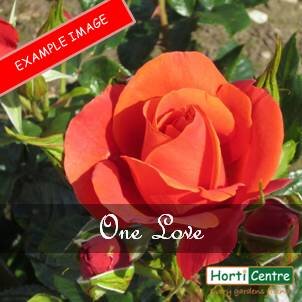 Rose One Love Floribunda